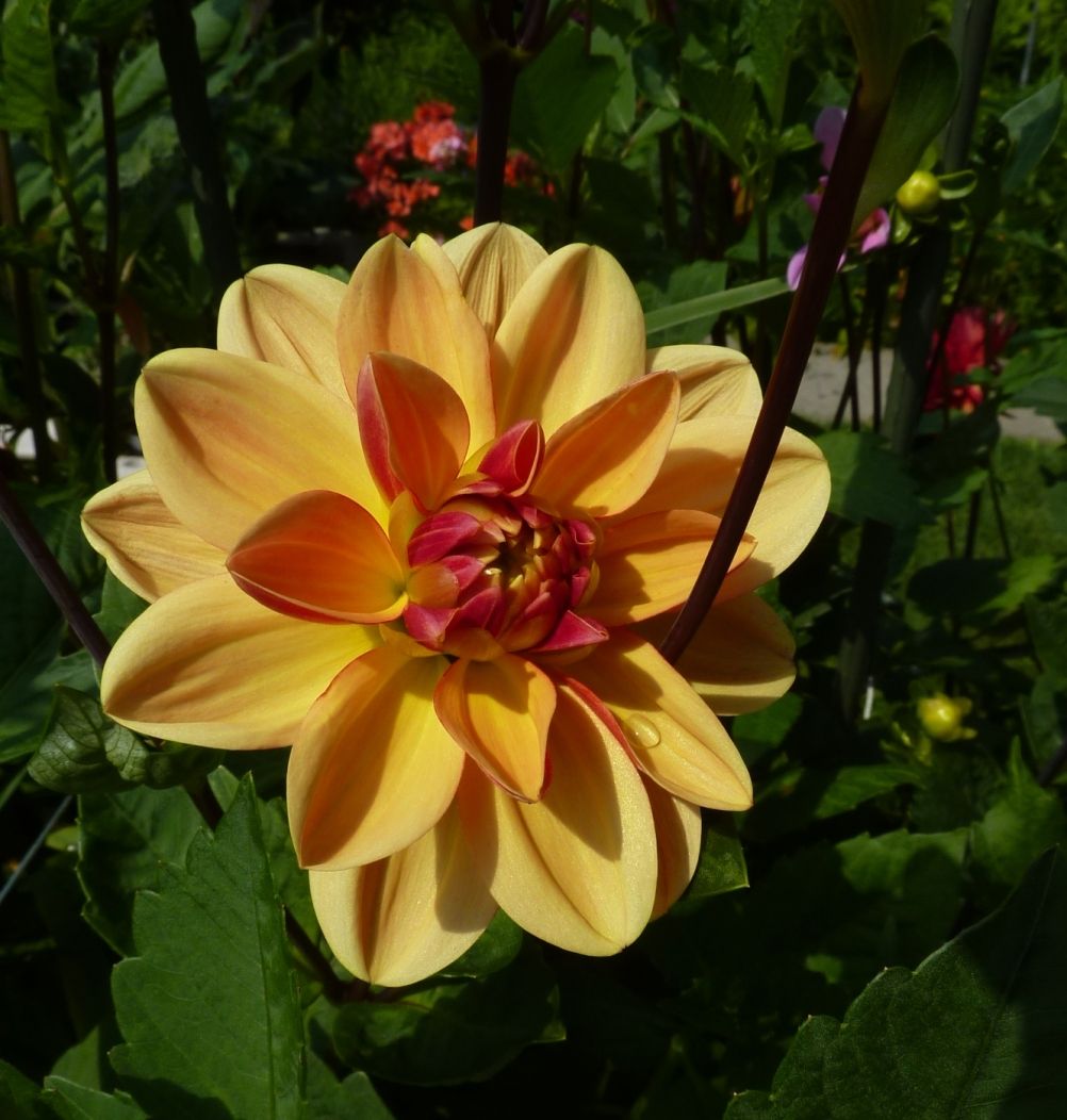 Dahlia